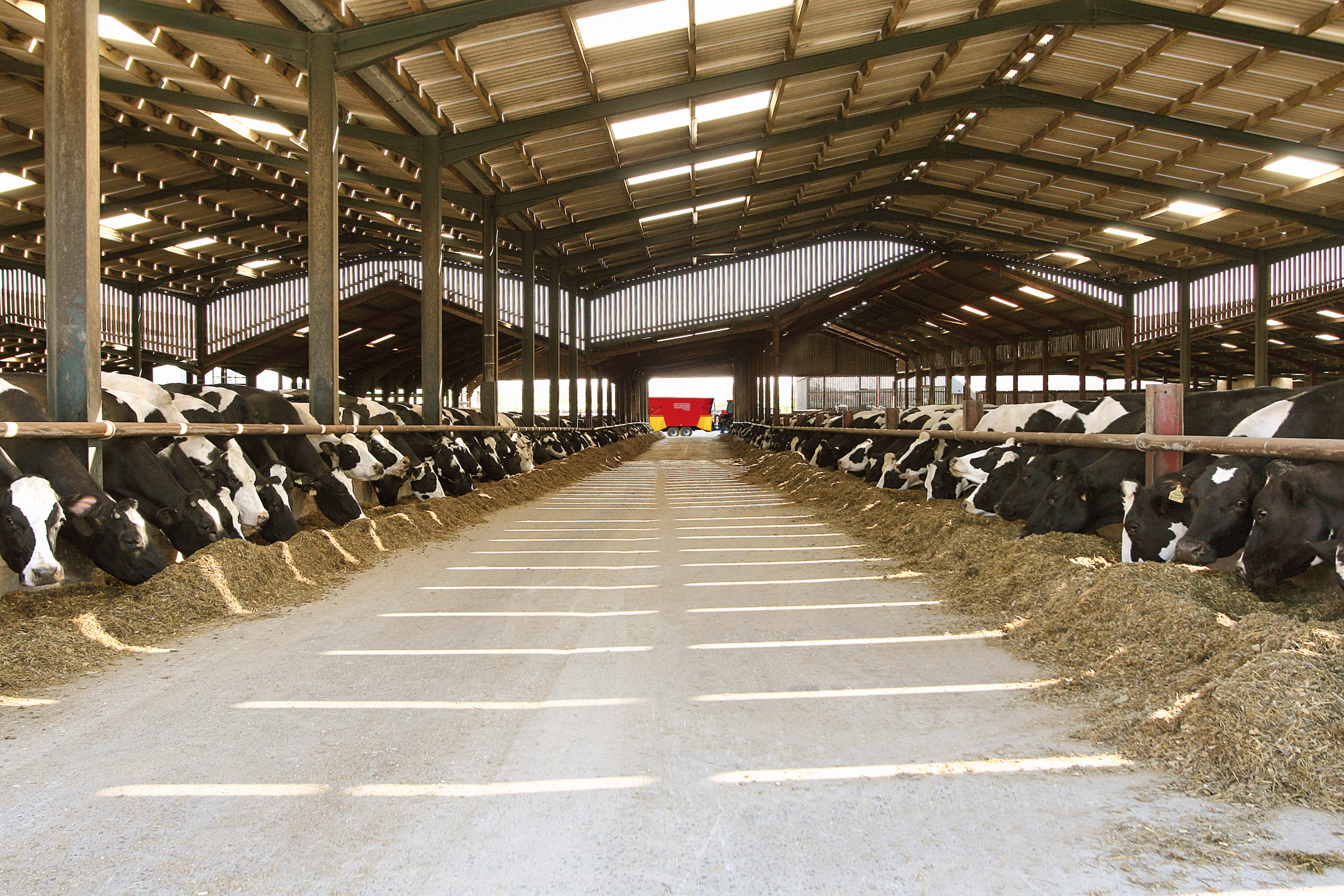 TrailedLine Classic Duo